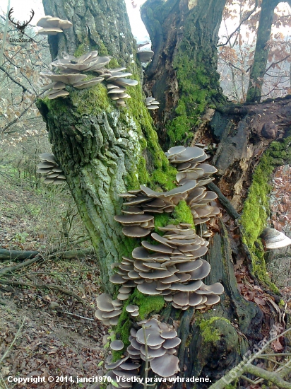 Hliva ustricová