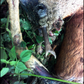 Vlaňajší úhyn srnca