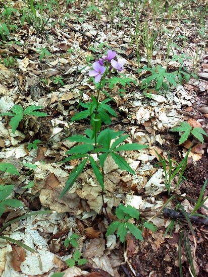 Zubačka cibuľkonosná