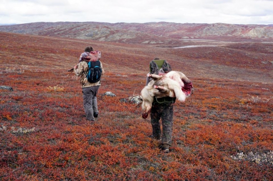 Doprava úlovků do tábora