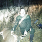 Whitetail deer