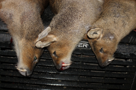 Úlovky z Norfolk v Anglii - Čínský vodní jelínci