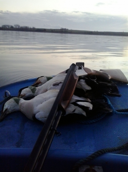 Úlovky Kajky mořské v Dánsku