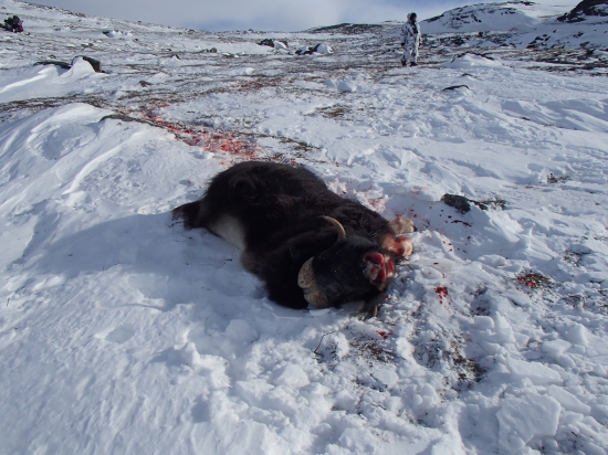 Úlovek Pižmoně severního