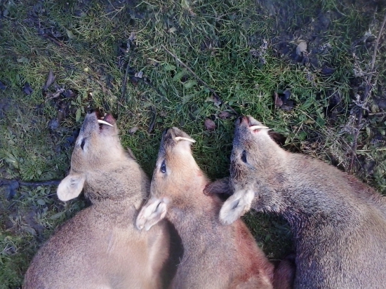 Úlovky Čínského vodního jelínka z Woburn - Anglie