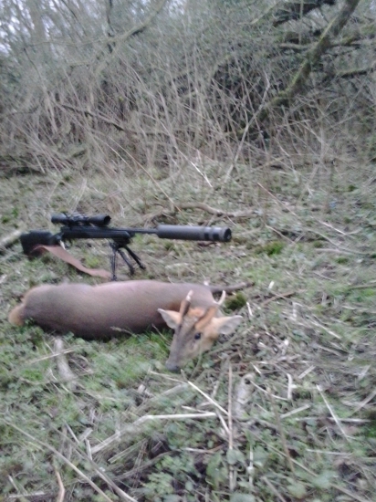 Muntjac z Anglie - Február 2016