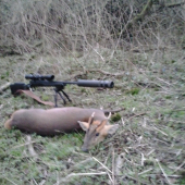 Muntjac z Anglie - Február 2016