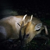 Muntjac