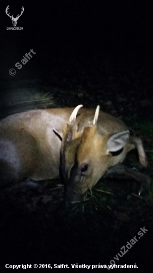 Muntjac