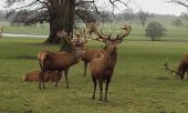 Woburn deer park v Anglii