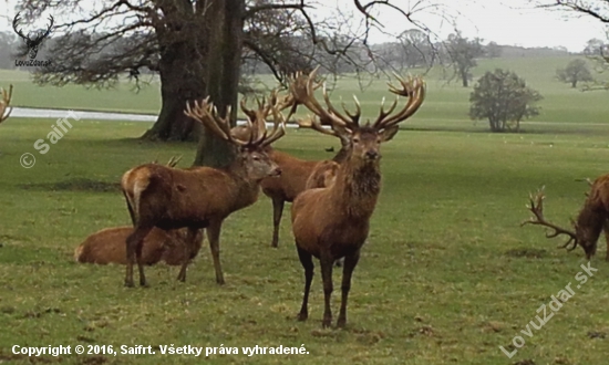 Woburn deer park v Anglii