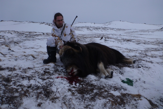 Jarní lov pižmoňů v Grónsku