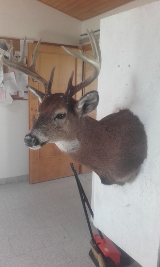 Jelenec běloocasý z Finska