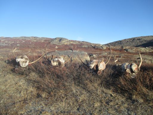 Úlovky Sobů - Grónsko 2015, podzim