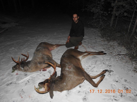 Jelenci běloocasý z Finska