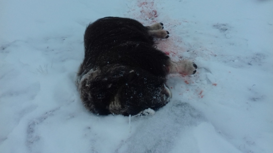 První pižmoň sezóny 2017