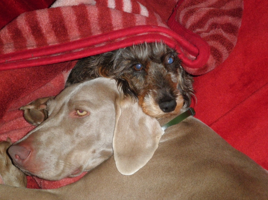 Tak to je psí život...