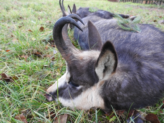 Chyldův první-detail