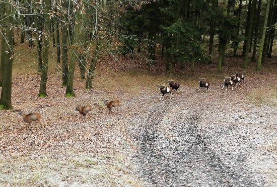 Z posedu