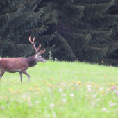 Bohužel i s ohradníkem