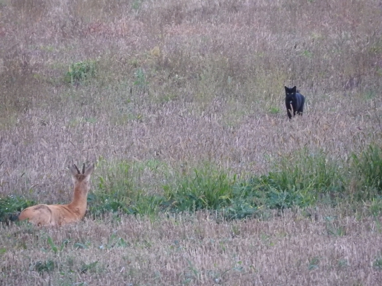 Panter na lovu :)
