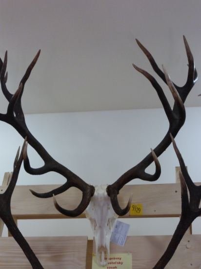 Chovateľská prehliadka Bytča, Žilina