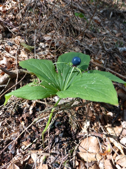 Vranovec štvorlistý