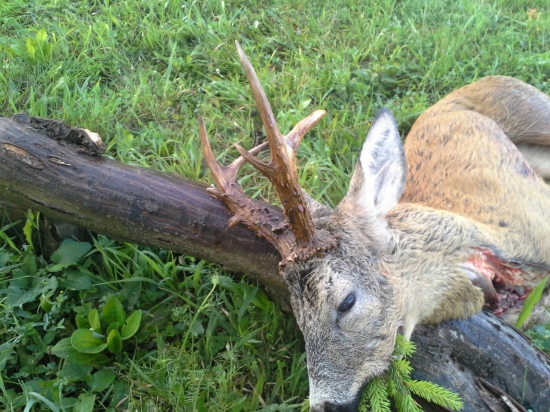 Zlato z Malých Ledníc