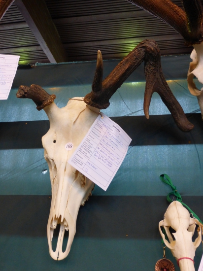 Z dnešenej výstavy