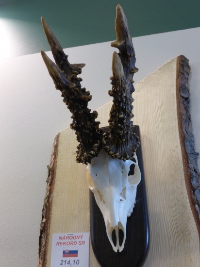 Národný rekord srnec