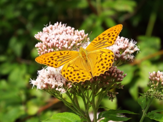 Ale som sa nalietal.