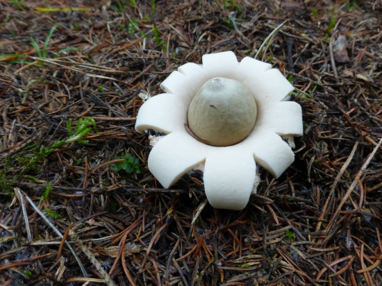 Hviezdovka strapkatá