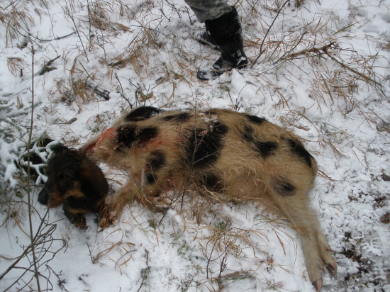 Lednický strakáč.