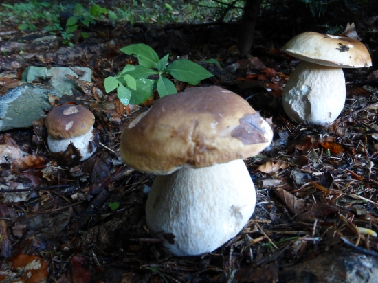 Hubárske zátišie.