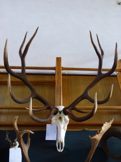 Zlatý dvanástorák