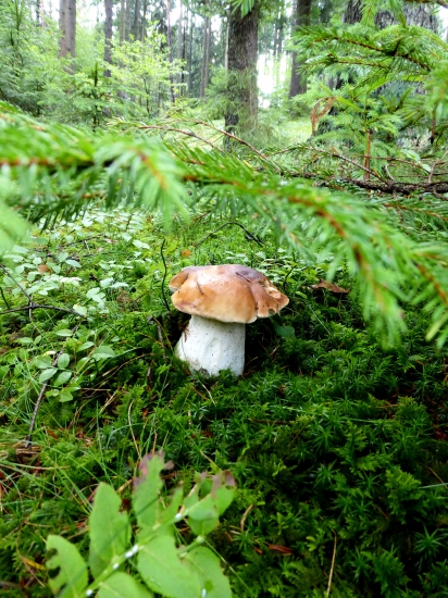 Už som ťa zbadal, tak šup do košíka...