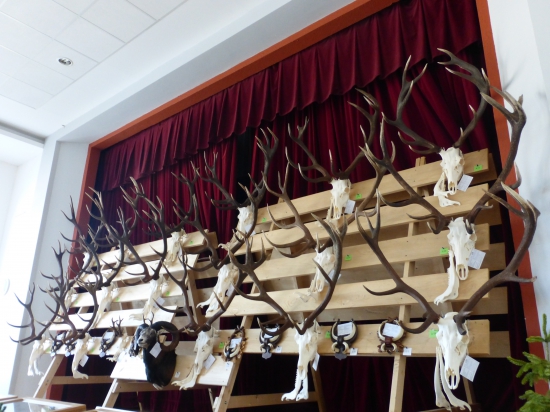 Najlepšie trofeje na CHP  z okresov BY,ZA