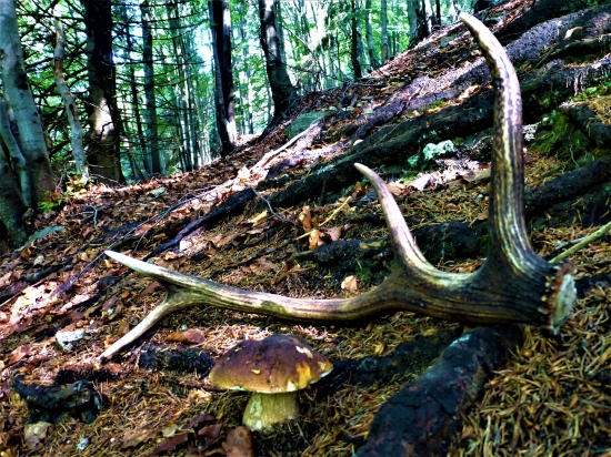 Vlaňajší osmorák