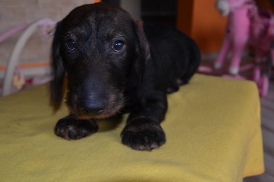 Ciggi Kamenný potok alias Garp