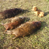strážca