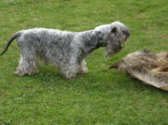 Hlásenie dohľ. diviaka - nácvik