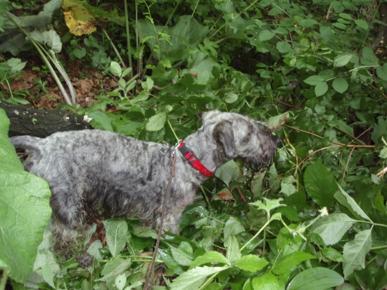 Ale aj takto---pofarbená stopa )))