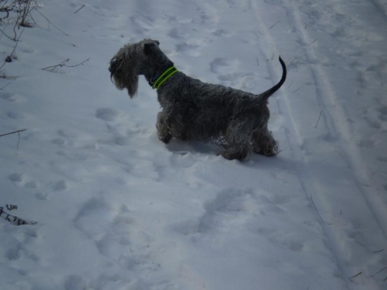 ČT záujem o diviačiu stopu