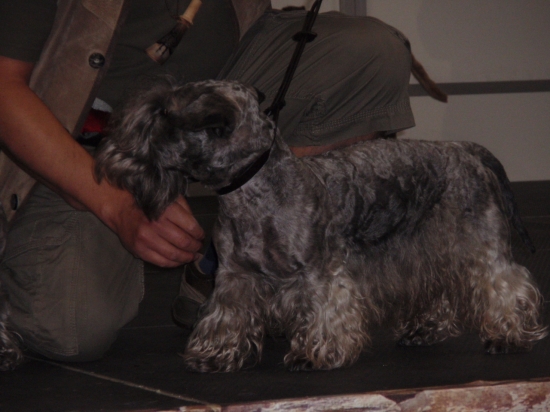 Amadeus pri predvádzaní na Inchebe