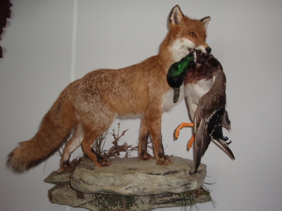 Poľovníctvo a príroda 2011