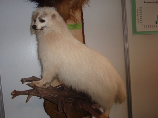 Psík medvedíkovitý - albín