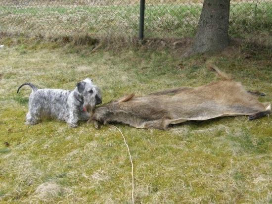 Dohľadaný diviak 2- nácvik ČT Lotus
