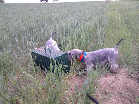 Ostrosť na škodnú - nácvik ČT