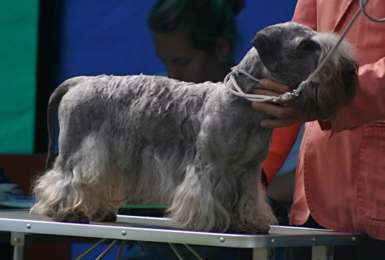 Amadeus vo výstavnom postoji posudzovaný Talianskym posudzovateľom.
