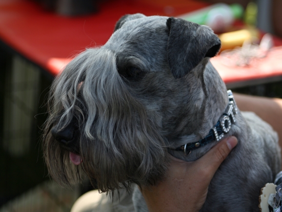 Ch. Lotus Zlatá Chara, v úlohe pozorovateľa.